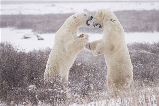 两个,北极熊,丘吉尔市,曼尼托巴,加拿大