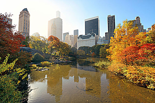 中央公园,早晨,鲜明,阳光,城市,摩天大楼,秋天,纽约