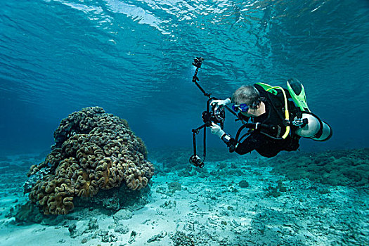 水下,摄影师,拍照,蘑菇,礁石,上面,大堡礁,世界遗产,昆士兰,澳大利亚,太平洋