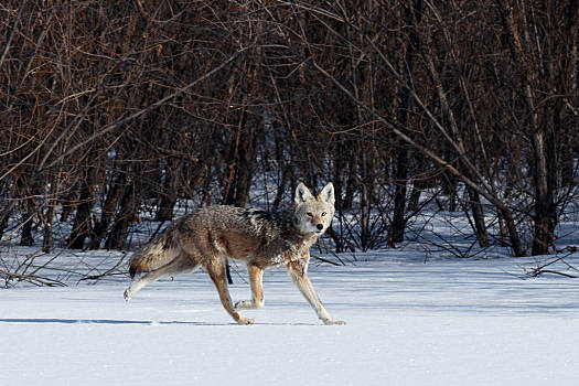 丛林狼,猎捕,雪中,加利福尼亚,国家野生动植物保护区