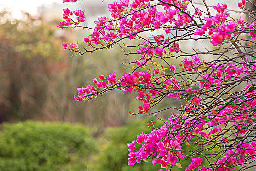 勒杜鹃花开红艳艳