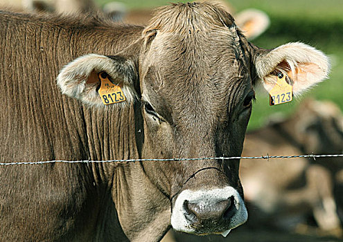 褐色,瑞士,母牛,看,上方,刺铁丝网,特写