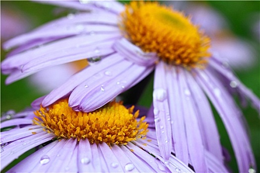 紫罗兰,雏菊,雨滴
