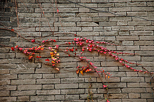 北京北海公园红色爬墙虎