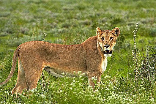 雌狮,狮子,埃托沙国家公园,纳米比亚,非洲