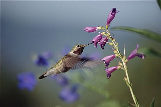 宽尾蜂鸟,花,新墨西哥