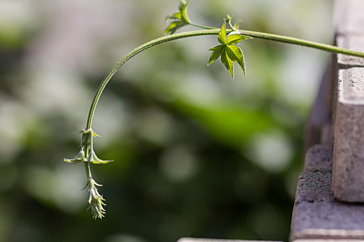 绿色植物