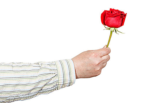 男性,手,给,红玫瑰,花,隔绝