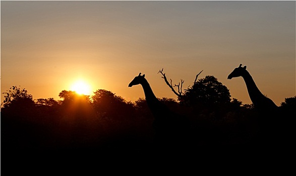日落,长颈鹿,剪影,非洲