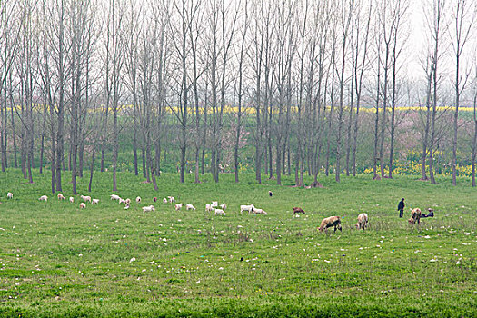 草地牧羊