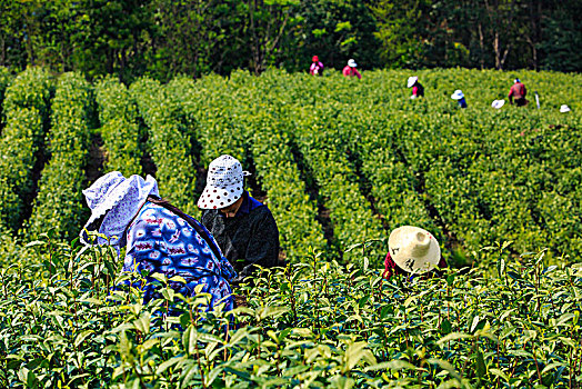 采茶,茶叶,茶场,采摘,春茶