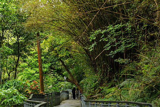 台湾新北市十分寮瀑布公园森林步道
