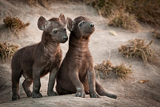 两个,斑鬣狗,幼兽,一个,坐,站立,看别处,巢穴,场所,黑色,外套