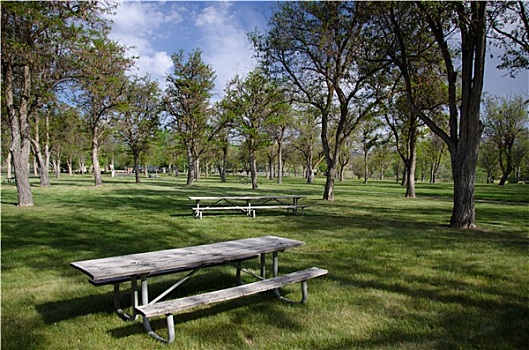 邀请,野餐,漂亮,晴朗,公园
