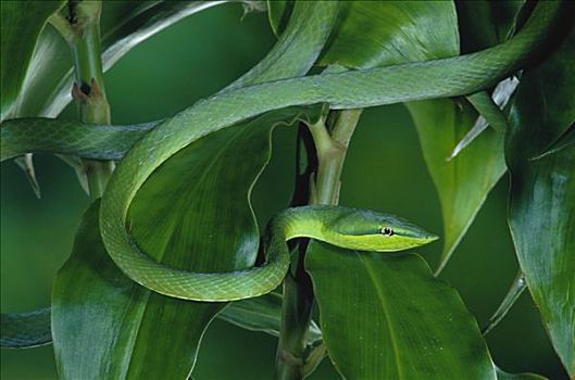 绿色,藤,蛇,叶子,哥斯达黎加