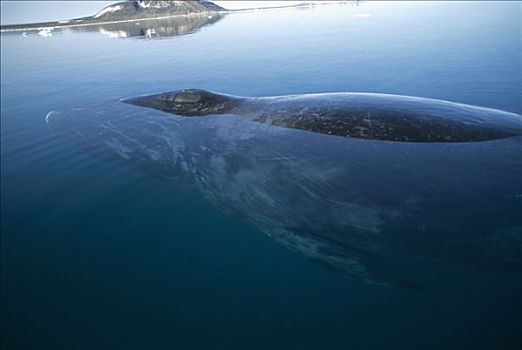 弓头鲸,休息,水,表面,加拿大
