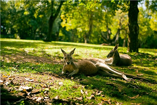 澳大利亚,放松,草地