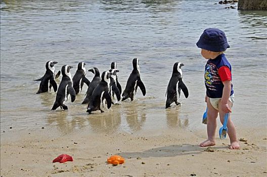 非洲企鹅,小,男孩,漂石,海滩,西海角,省,南非