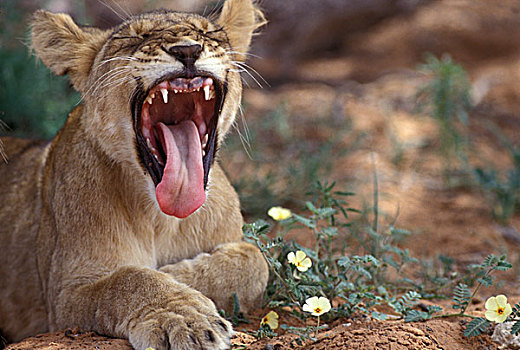 南非,卡拉哈迪大羚羊国家公园,幼狮,刺槐,荫凉,狮子