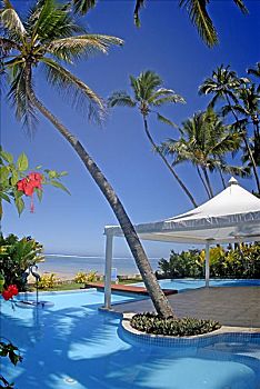 斐济,维提岛,珊瑚海岸,胜地,棕榈树,花,围绕,游泳池
