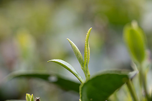 杭州西湖龙井茶园嫩茶新茶特写