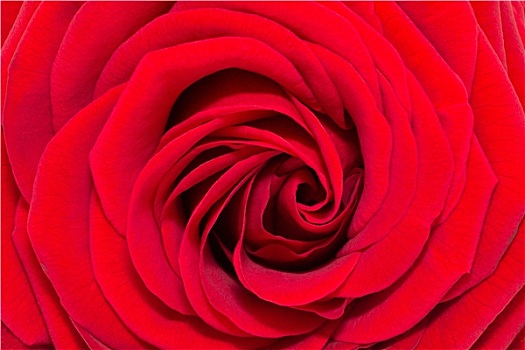 花,一个,红玫瑰,特写