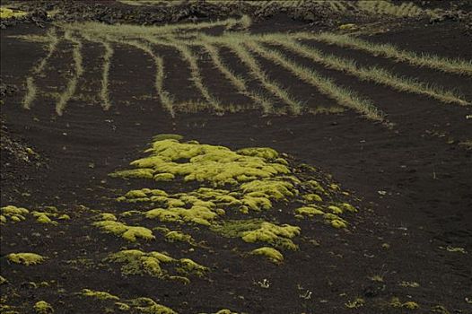 种植,植被,火山,土地,冰岛