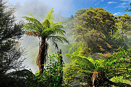 蕨类,树,蒸汽,温泉,山谷,丰盛湾,北岛,新西兰