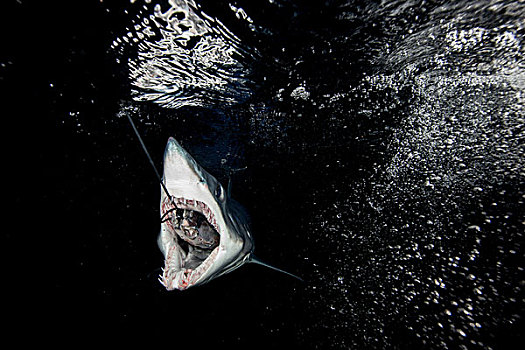 水下视角,鲨鱼,吞吃,鱼,诱饵,暗色,海洋,西海岸,新西兰