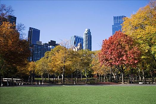 树,公园,建筑,背景,中央公园,曼哈顿,纽约,美国