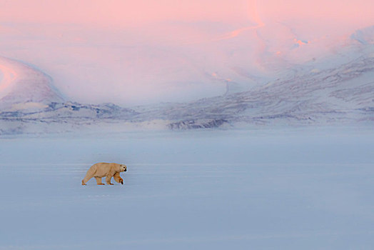 北极熊,靠近,西部,斯匹次卑尔根岛,岛屿,斯瓦尔巴特群岛