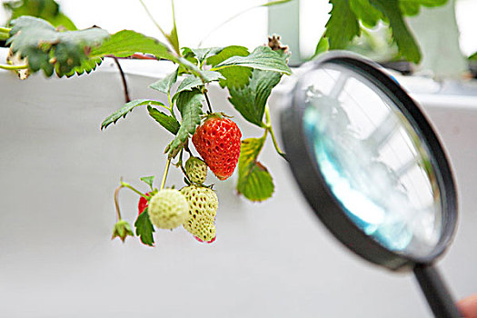 用放大镜看温室大棚中成熟的草莓