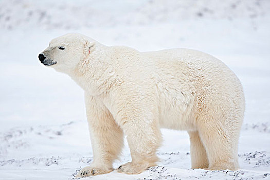 北极熊,雪中,丘吉尔市,野生动物,管理,区域,曼尼托巴,加拿大