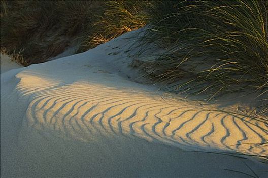 沙丘,荷兰