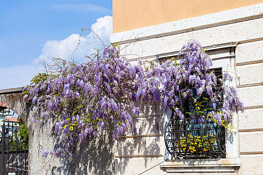 花,紫藤,植物,窗户,城市,房子