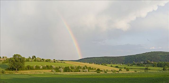 彩虹,上方,绿色,地点,下奥地利州,欧洲