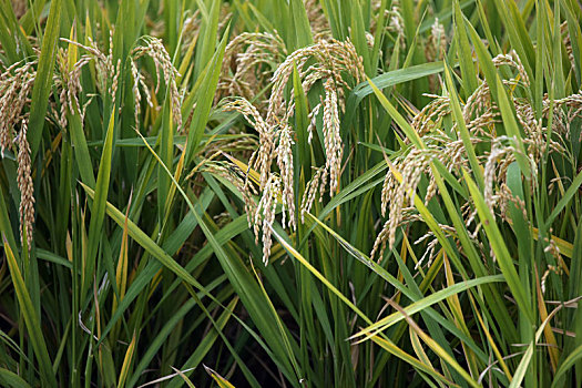 山东省日照市,万亩水稻喜获丰收,金色稻田一片繁忙