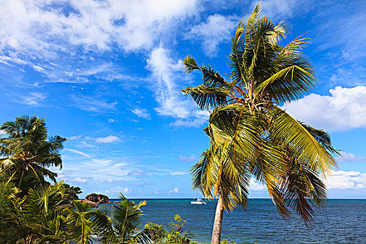 椰树,印度洋,普拉兰岛,塞舌尔