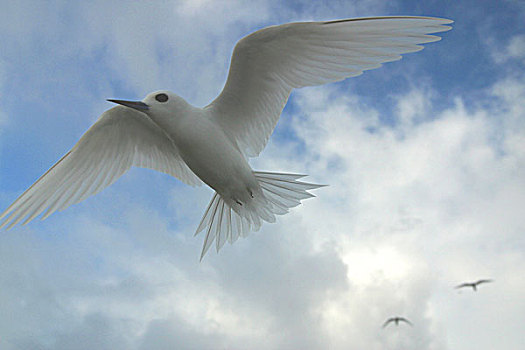 白色,燕鸥,阿尔巴,岛屿,群