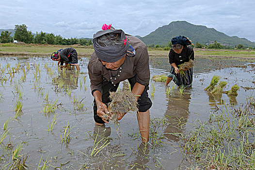 坝,农民,种植,稻米,幼苗,省,泰国,亚洲