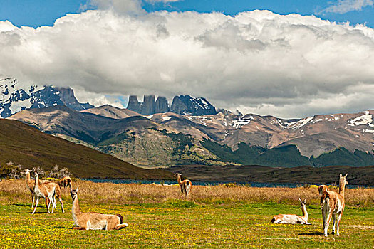 南美,智利,巴塔哥尼亚,托雷德裴恩国家公园,风景,山,原驼,戈登,画廊