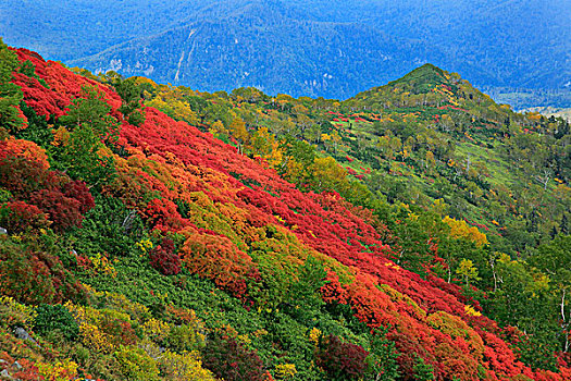 山,秋叶