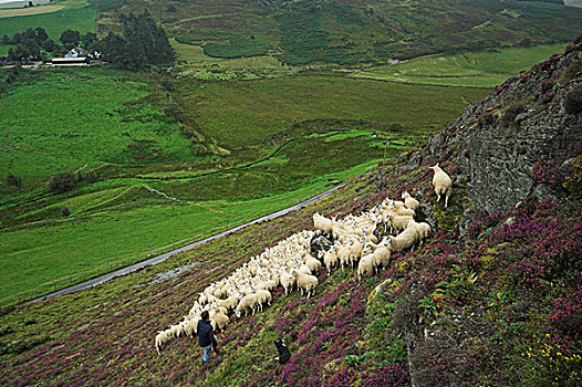 牧羊人,收集,绵羊,山坡