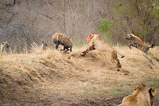 雄性,狮子,向上,斜坡,斑鬣狗,背影,两个,鬣狗,看,上方