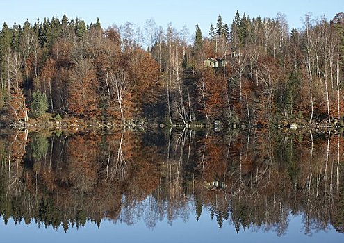 斯堪的纳维亚,瑞典,树,反射,湖