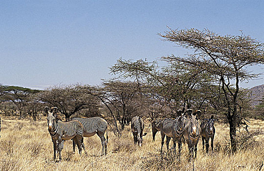 细纹斑马,牧群,公园,肯尼亚