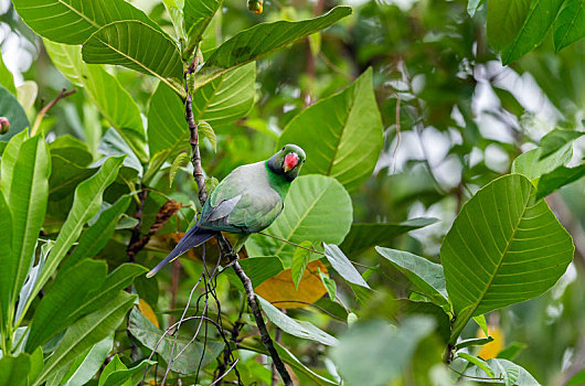 活在,斯里兰卡,热带雨林,红领绿鹦鹉