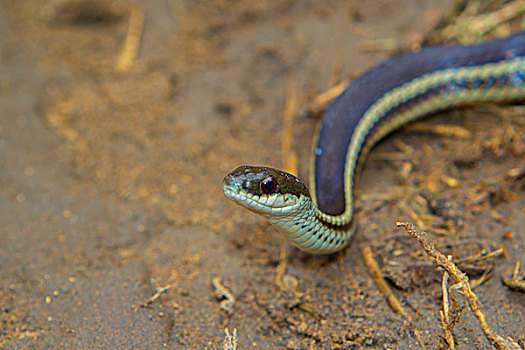 蛇,中部高地,马达加斯加,非洲
