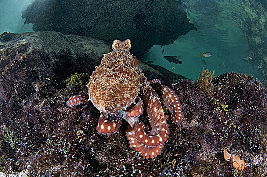 礁石,章鱼,霞水母章鱼,塞舌尔