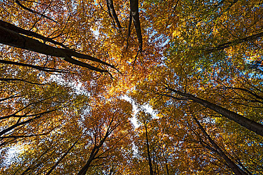 秋色,欧洲山毛榉,树林,上弗兰科尼亚,巴伐利亚,德国,欧洲
